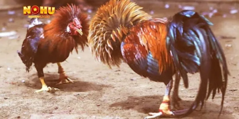 Hiểu biết về đá gà cựa dao